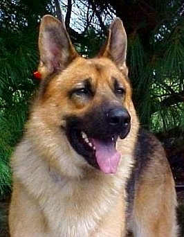 german shepherds rich colors