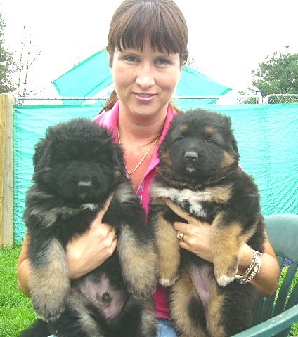 East german german shepherd breeders