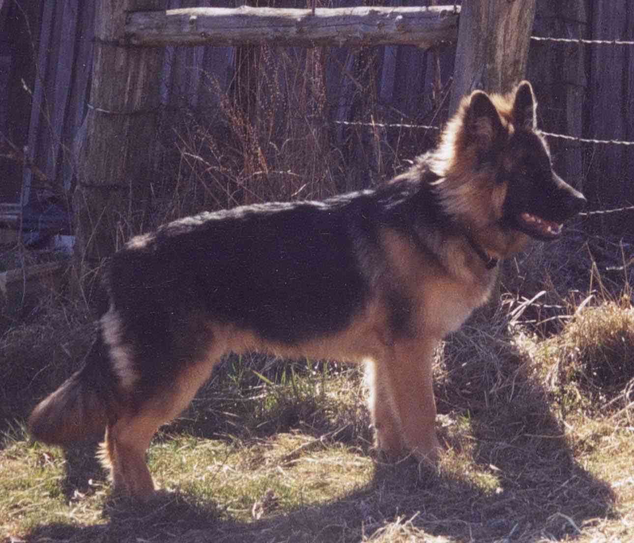 Josey