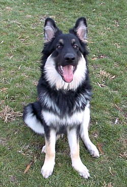 Black and Silver German Shepherds