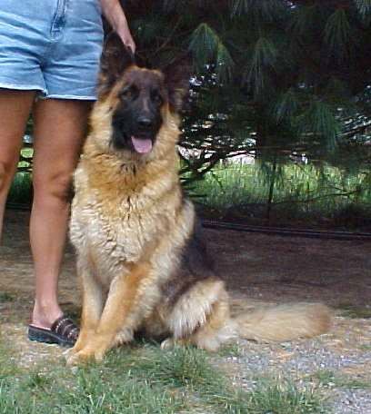 long coat german shepherd Spencer