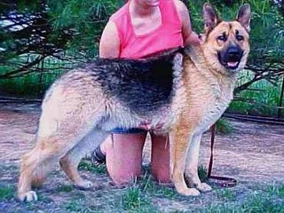 german shepherds with well defined stops