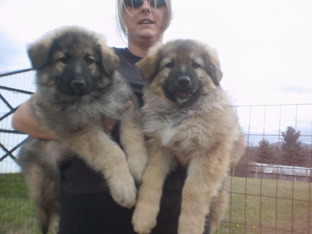 Longhaired German Shepherd puppies from Soki and Pippi